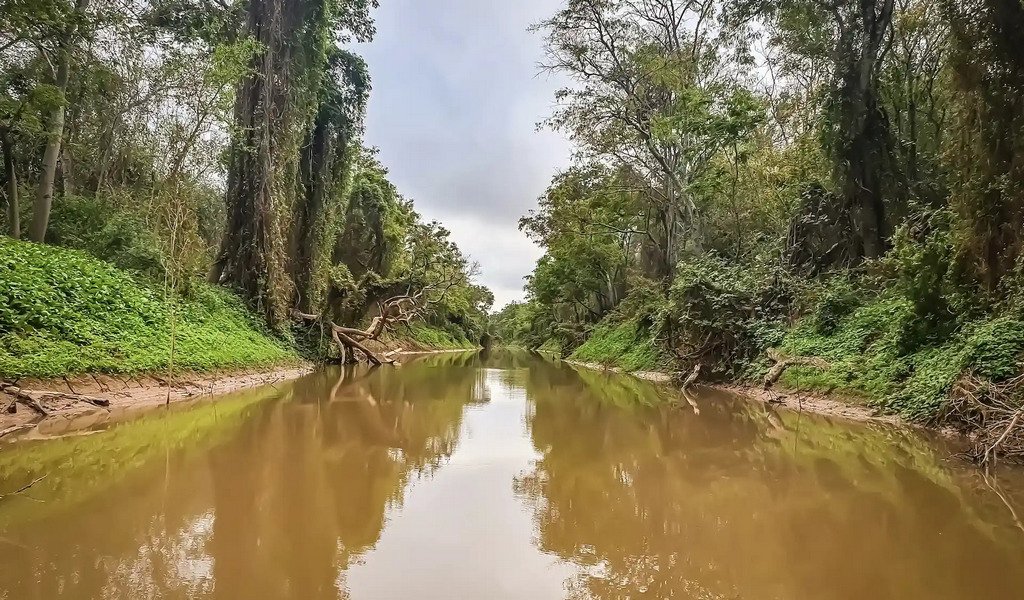 EL IMPENETRABLE: el último gran santuario argentino donde manda la naturaleza